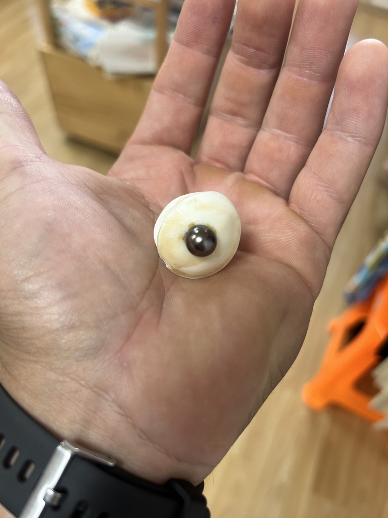 magnet opercule, TEREHERE CREATIONS